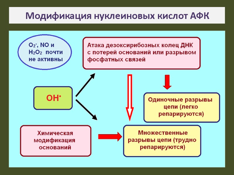 Модификация нуклеиновых кислот АФК